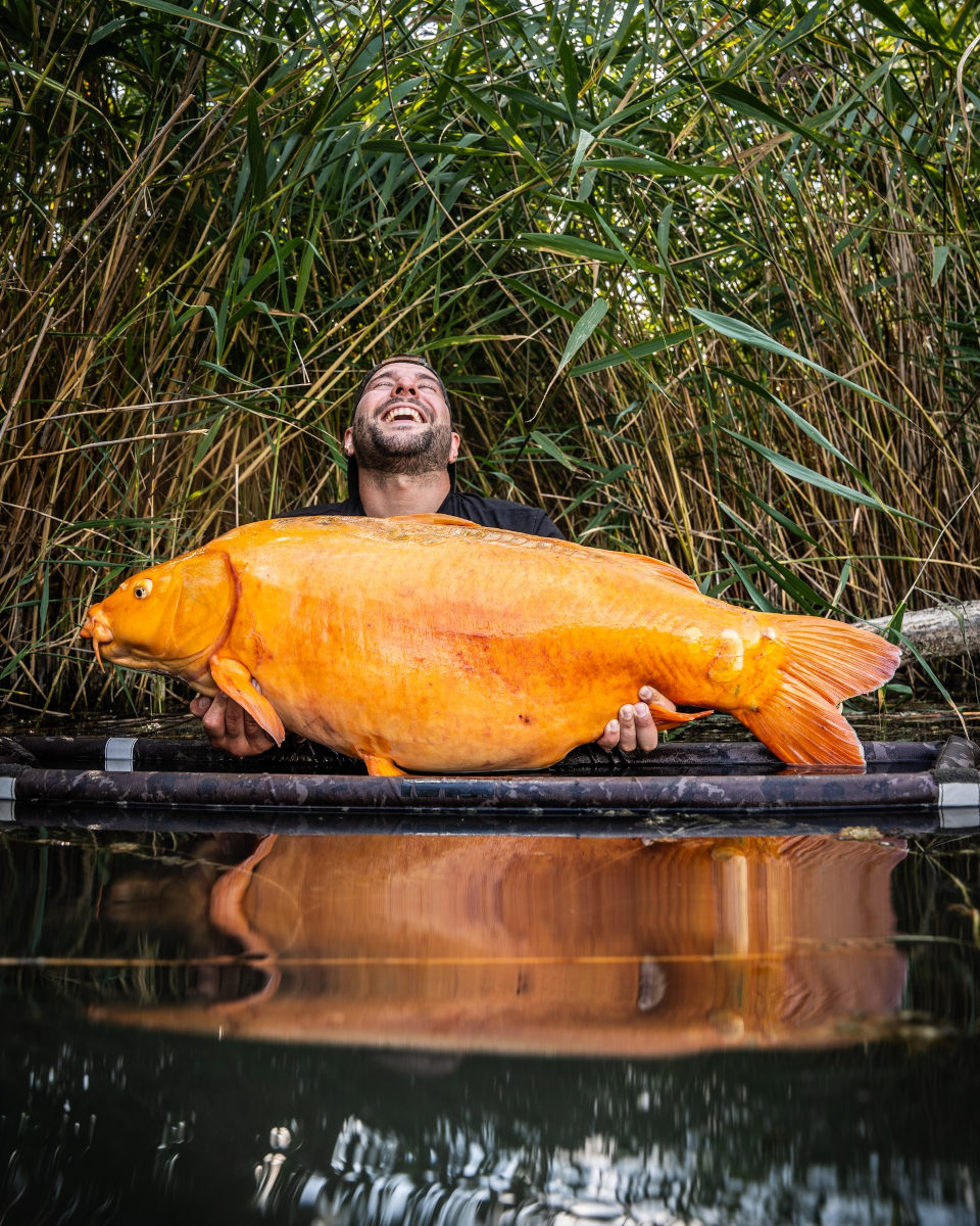 karp koi